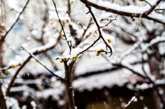 将肌